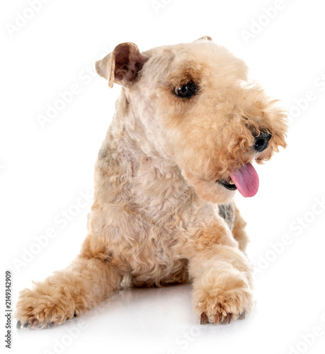 Canvas Print lakeland terrier in studio