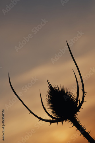 Striking Silhouette of a Teasel Plant Against a Golden Sunset
