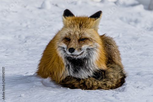 red fox in snow