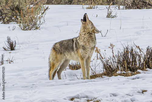 Coyote Howling in the Snow