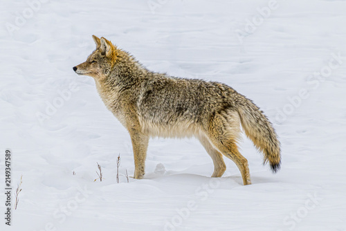 Coyote Standing in the Snow