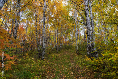Many Aspen trees in a forest during autumn time