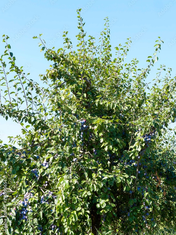 Fototapeta premium Prunus domestica - Plum tree, an upright fruit tree producing edible, clusters of blue-violet oval and spherical plums or German prunes with yellow sweet flesh and thick green foliage 