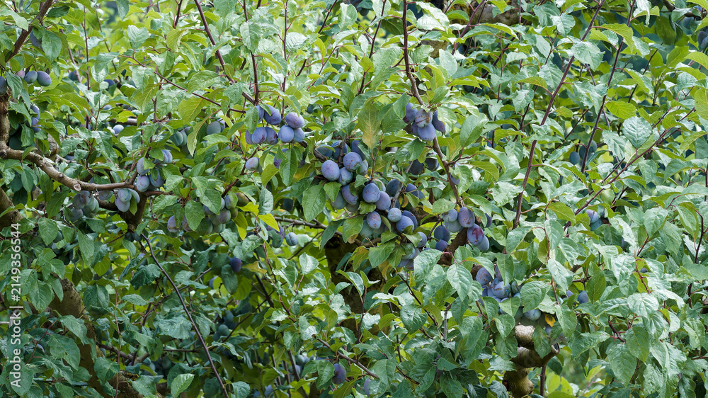 Fototapeta premium (Prunus domestica) Plum tree, popular fruit shrub with spreading and thorny branches bearing a variety of hanging clusters of an edible oval and sweet fruit 'German prune' in dense green foliation 