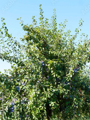 Prunus domestica - Plum tree, an upright fruit tree producing edible, clusters of blue-violet oval and spherical plums or German prunes with yellow sweet flesh and thick green foliage
