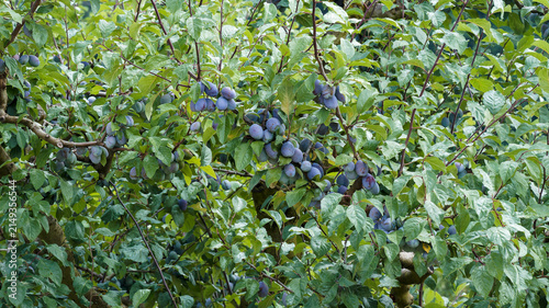 (Prunus domestica) Plum tree, popular fruit shrub with spreading and thorny branches bearing a variety of hanging clusters of an edible oval and sweet fruit 'German prune' in dense green foliation
