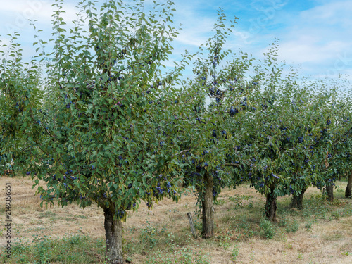 (Prunus domestica) Plum trees planted in rows in an orchard with dark green foliage laden with ripe fruit or plums.
