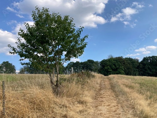 Starke Dürre zwischen Wald und  Wiese im Bergischen Land