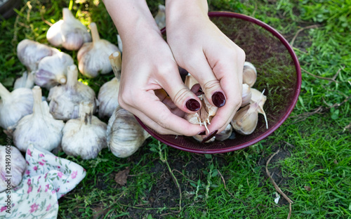 Fotografie Organic vegetables