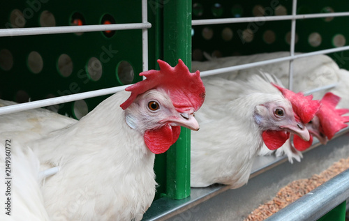 Foto Chickens in a cage at a farm during the day