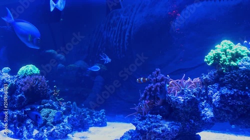 Fish of various breeds are swimming in the aquarium under blue light.