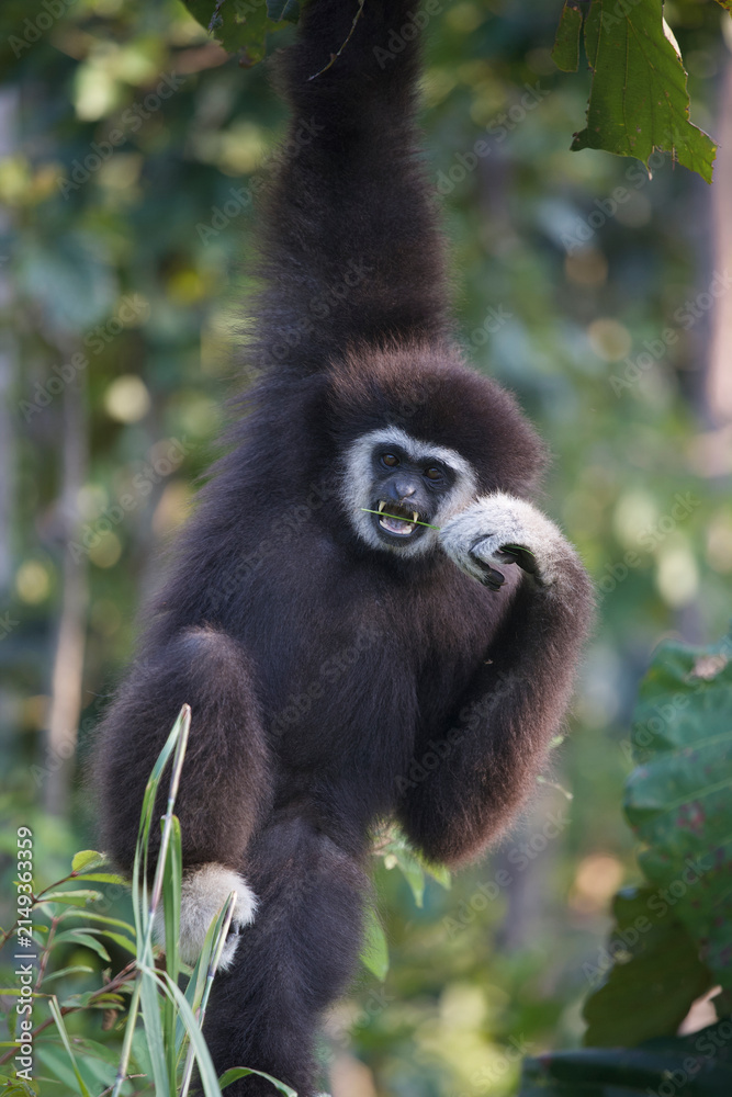 Fototapeta premium White-handed gibbon (Lar gibbon)