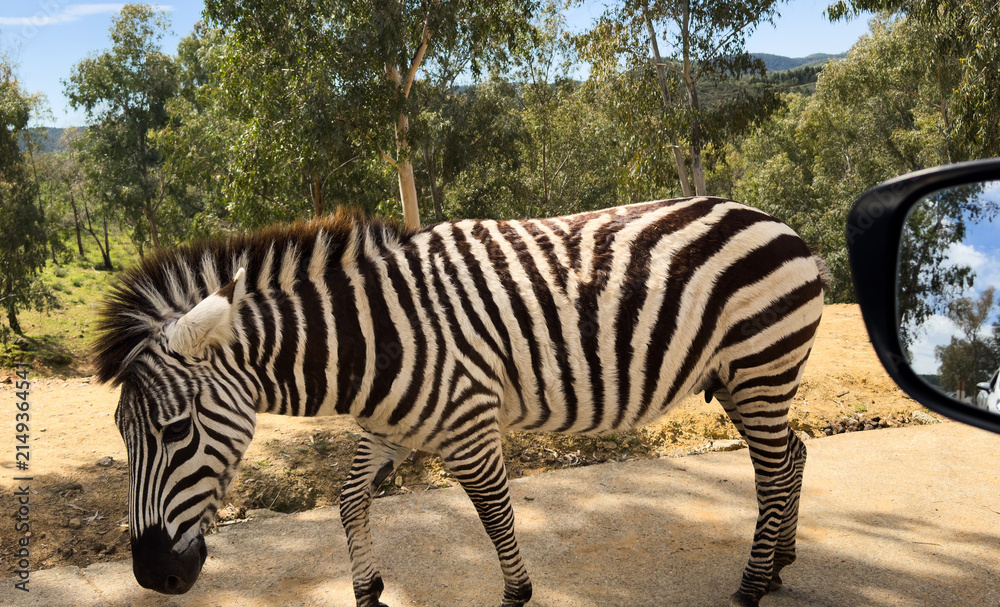 Naklejka premium Zebras in the zoo looking at the open windows of cars asking to feed them