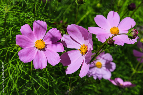 Pink Cosmos Flowers Blooming in Sunny Garden