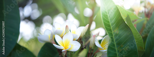Konstfotografi fresh natural scenery of blooming plumeria flowers outdoors