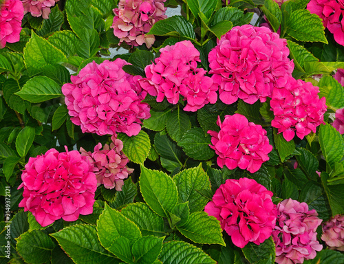 Gartenhortensie; Hydrangea macrophylla; bigleaf hydrangea