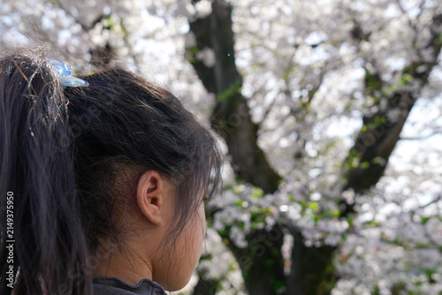 Back View of Little Asian Girl looking at Cherry Blossom Tree in Full Bloom. sakura tree filled with bright white and soft pink flowers in spring.