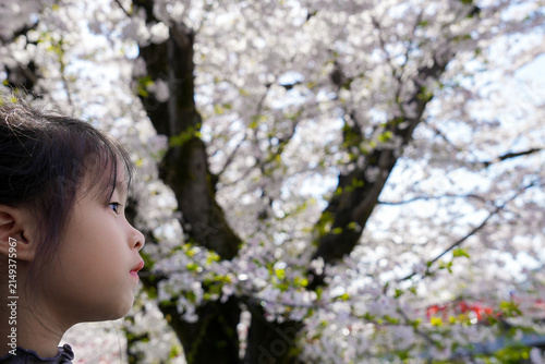 Side Profile of Little Asian Girl Looking Up at Blooming Cherry Blossom Tree in Spring .A close-up side profile of a cute young Asian girl gazing in wonder at lush white and pink sakura blossoms.