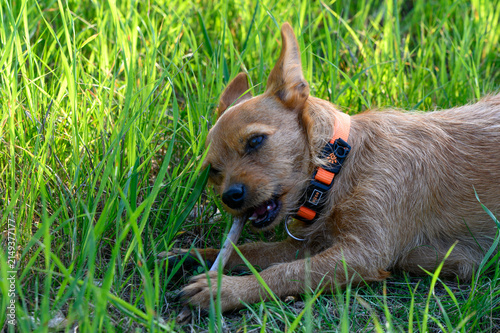 Fotografie Playful dog enjoying a warm afternoon in a lush green field while chewing
