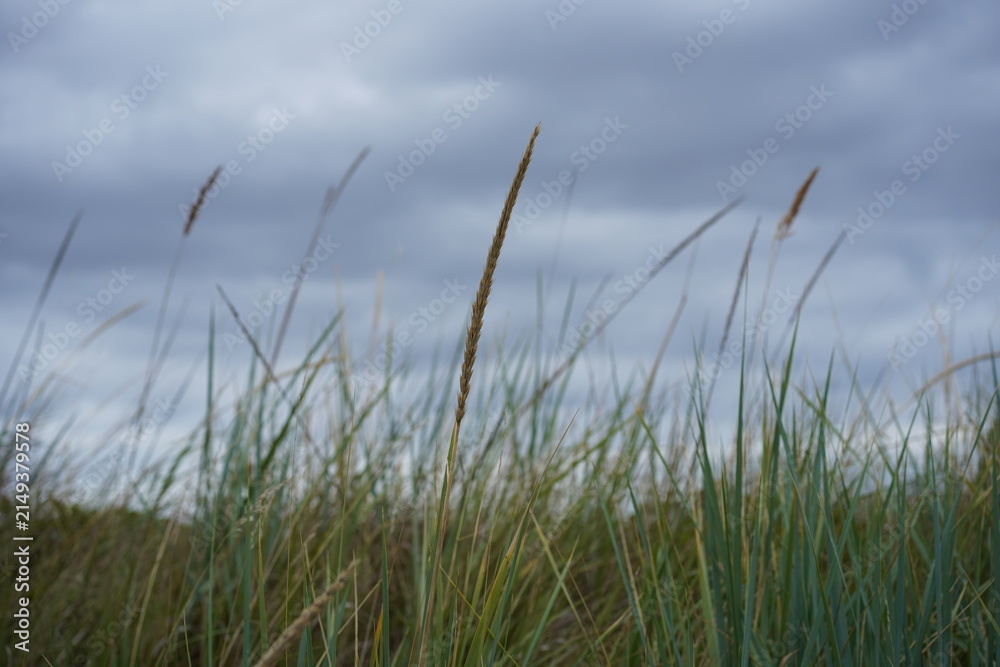 Obraz premium Gewöhnlicher Strandhafer (Ammophila arenaria) auf einer Düne an der Ostsee als natürlicher Küstenschutz