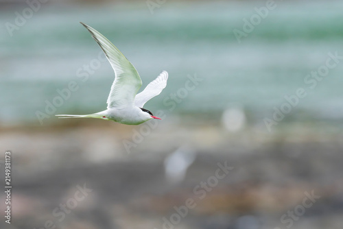 Fotografie Arctic tern (Sterna paradisaea)