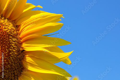 Vibrant sunflower bloom close up against a clear blue sky background. Bright yellow petals and detailed center create a striking summer contrast. Ideal concept for agriculture, nature, and sunny outdo