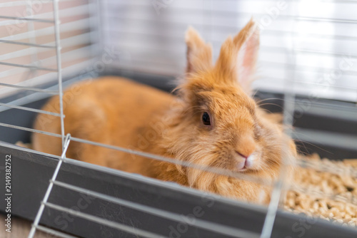 Fotografie Fluffy brown rabbit cage pet animal portrait for pet care background and adoptio