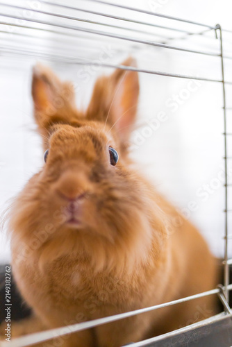 Bild auf Leinwand Fluffy brown rabbit cage front portrait closeup with attentive gaze in an indoor