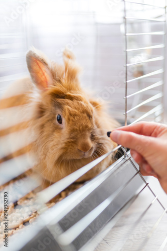 Foto Fluffy brown rabbit in a cage receiving food from a hand close up for pet care b