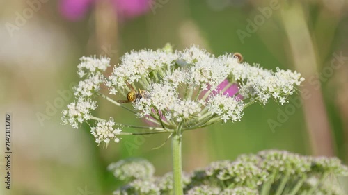 Tree wasp Dolichovespula sylvestris on flower. Macro shot of a wasp pollinating white bloom.