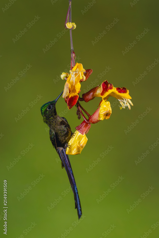 Fototapeta premium Male violet-tailed sylph drinks from Mysore trumpetvine