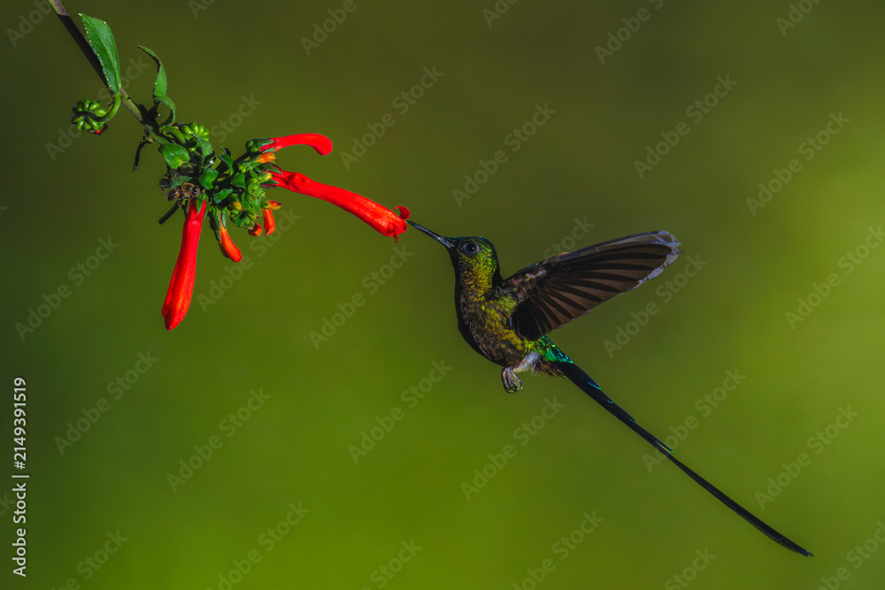 Fototapeta premium Male violet-tailed sylph drinks from Cape fuchsia