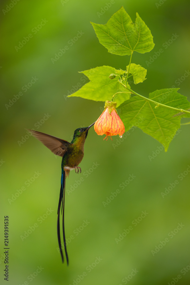 Fototapeta premium Male violet-tailed sylph drinks from pink-and-orange flower
