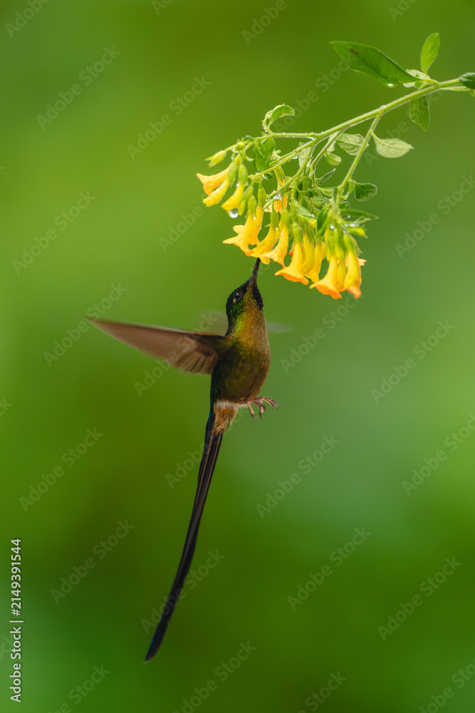 Fototapeta premium Male violet-tailed sylph drinks from yellow flowers