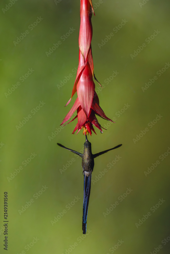 Fototapeta premium Male violet-tailed sylph drinks from red flower