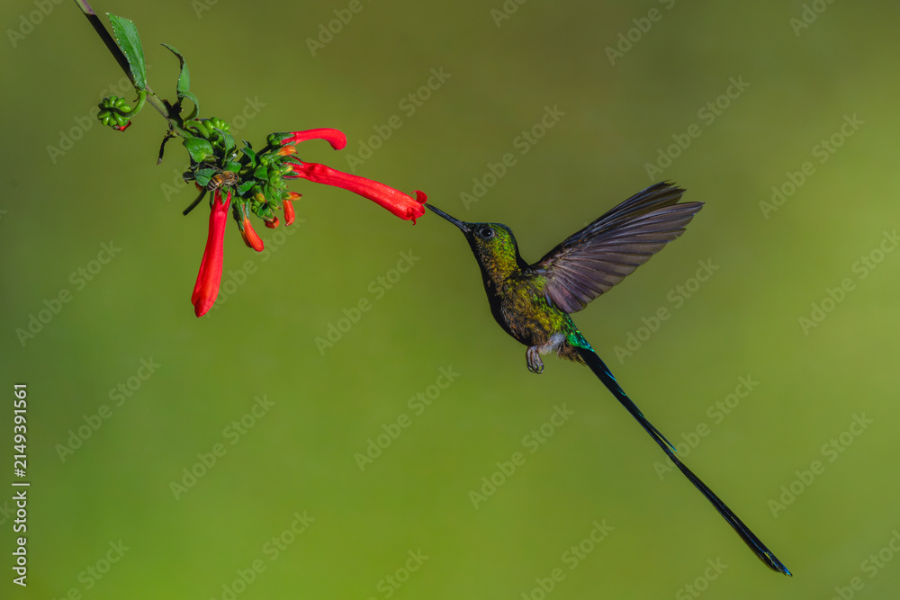 Fototapeta premium Male violet-tailed sylph feeds on Cape fuchsia