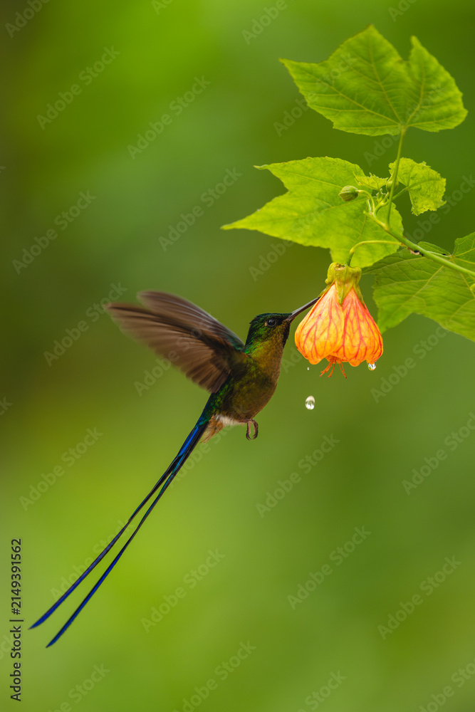 Fototapeta premium Male violet-tailed sylph feeds on pink-and-orange flower
