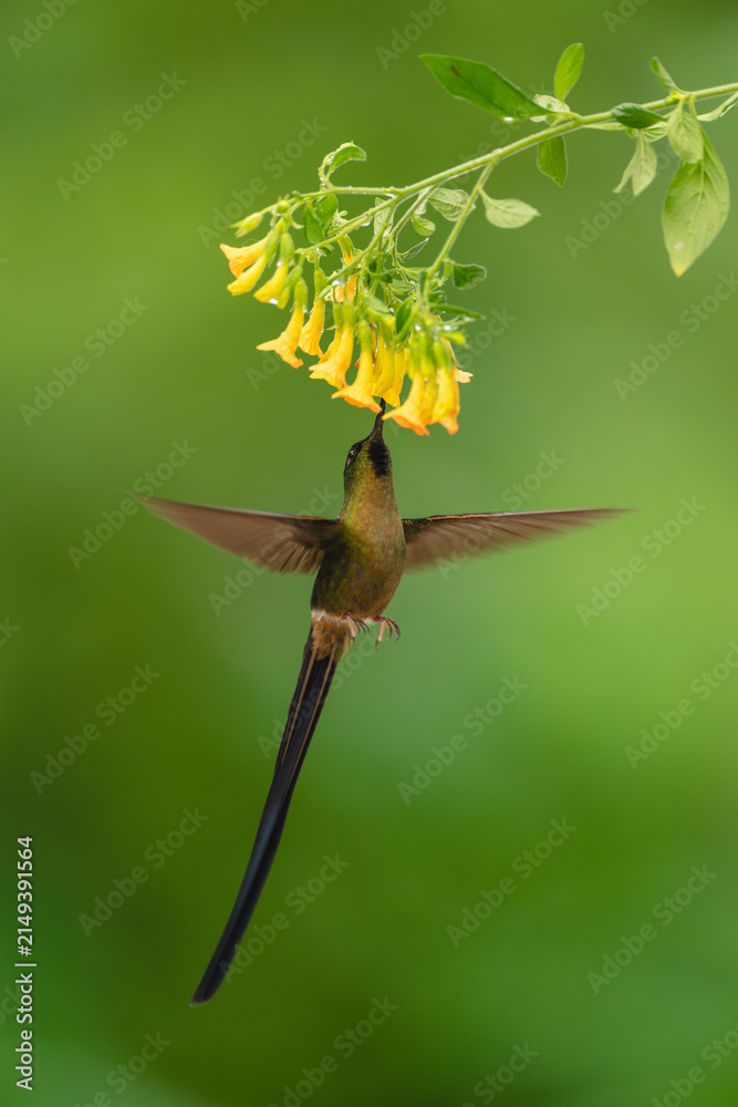 Fototapeta premium Male violet-tailed sylph feeds from yellow flowers