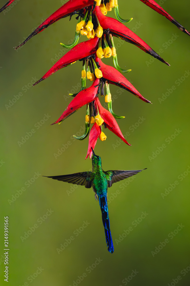 Fototapeta premium Male violet-tailed sylph drinks hovering under heliconia