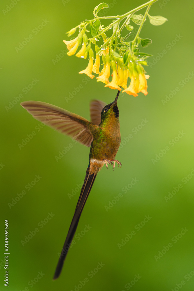 Fototapeta premium Male violet-tailed sylph feeds on yellow flowers