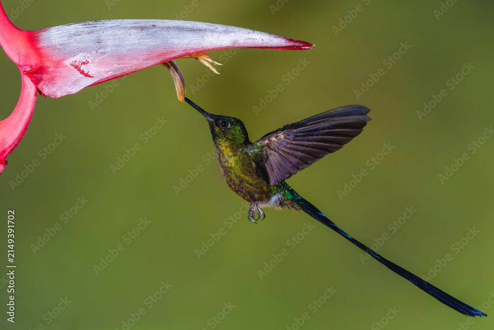 Obraz premium Male violet-tailed sylph hovers drinking below heliconia