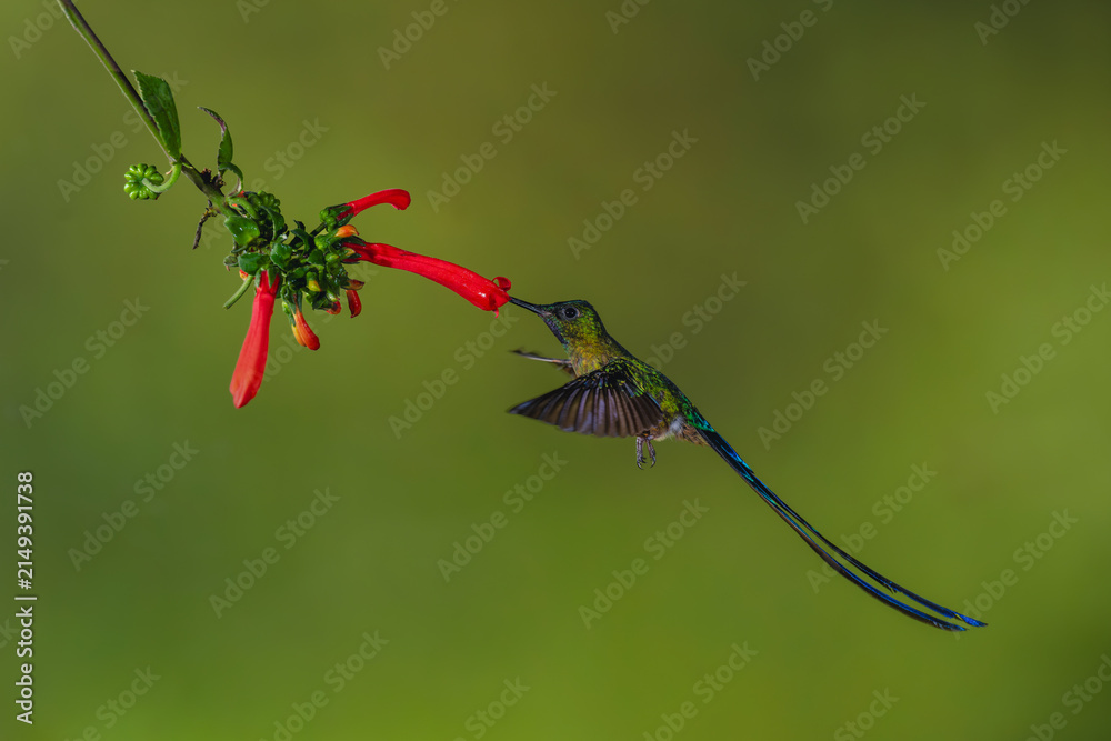 Obraz premium Male violet-tailed sylph hovers feeding from heliconia