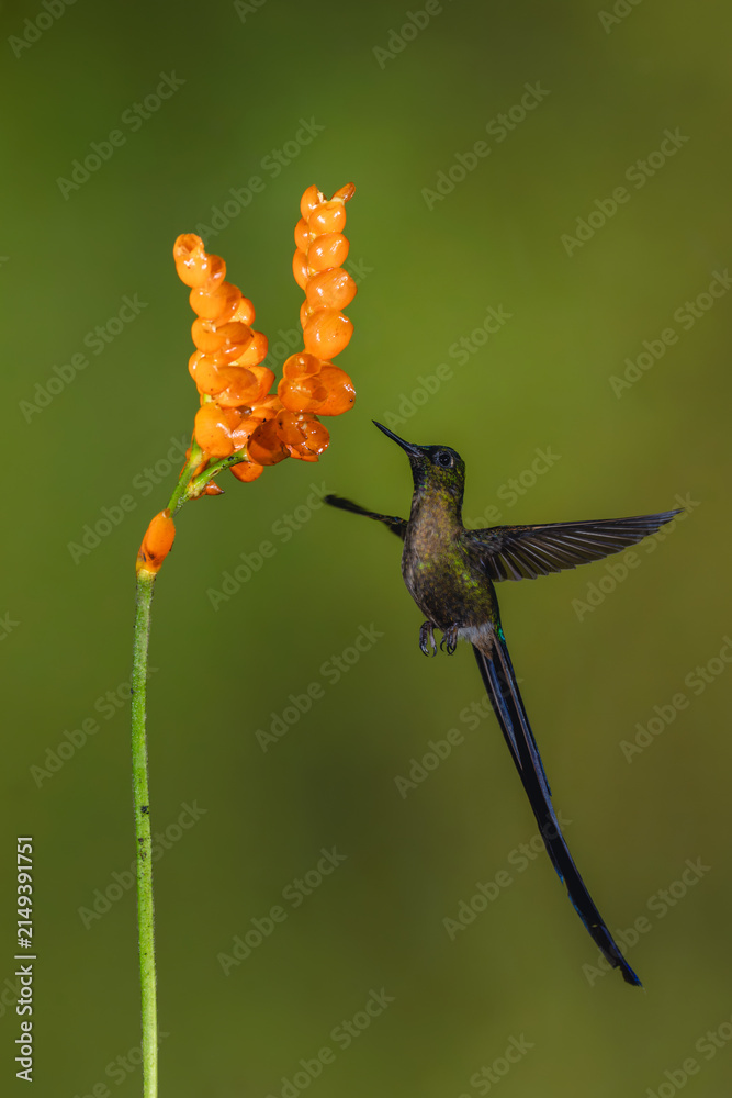 Obraz premium Male violet-tailed sylph hovers under orange flower