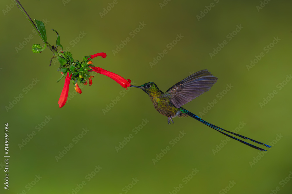 Obraz premium Male violet-tailed sylph hovers feeding on heliconia