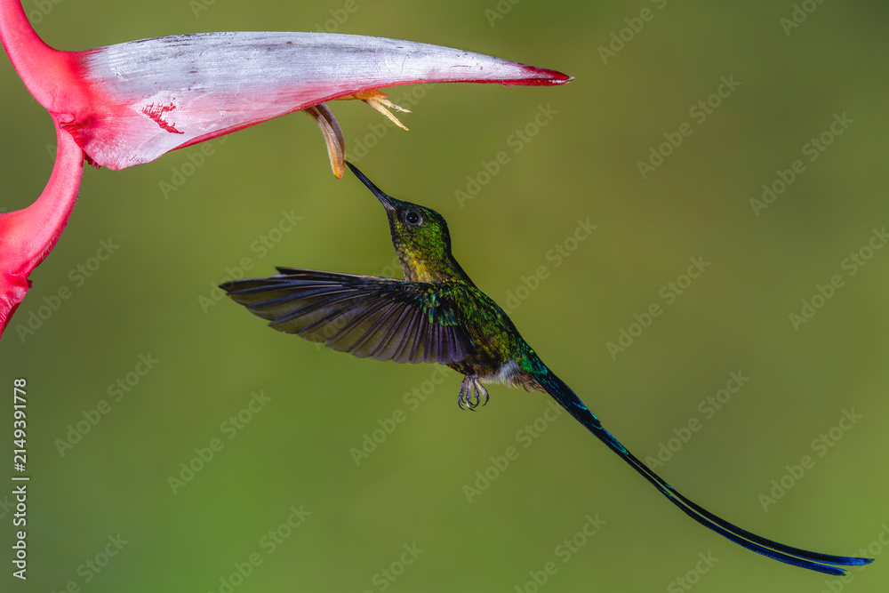 Obraz premium Male violet-tailed sylph hovers drinking under heliconia