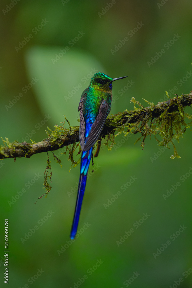 Obraz premium Male violet-tailed sylph turns head on branch
