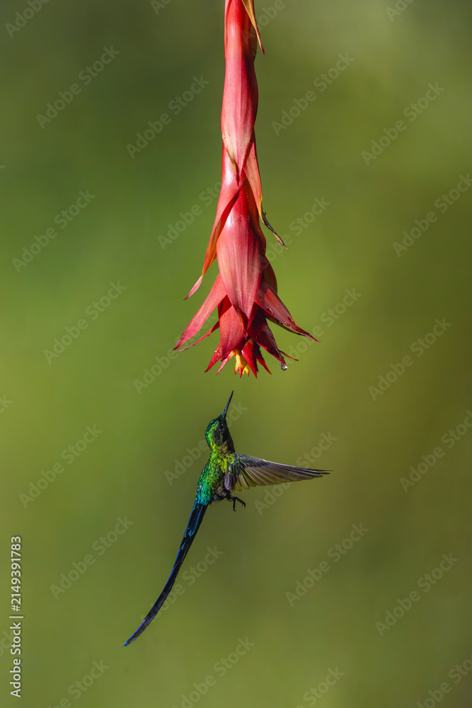 Obraz premium Male violet-tailed sylph hovers under red flower
