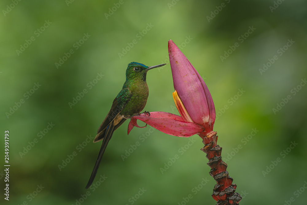 Obraz premium Male violet-tailed sylph perches on banana flower