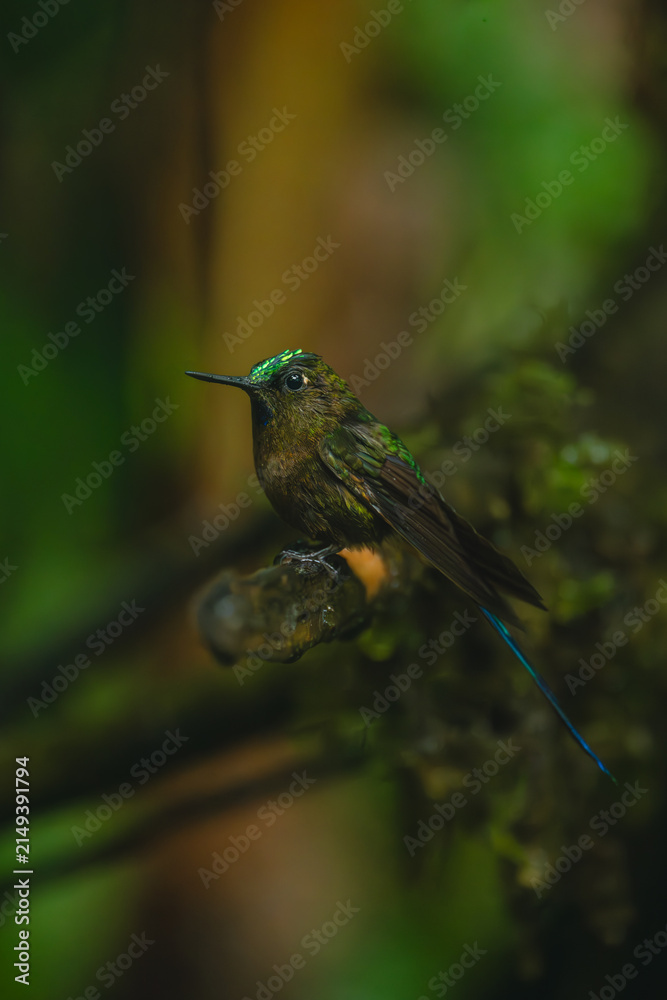 Obraz premium Male violet-tailed sylph watches camera from branch