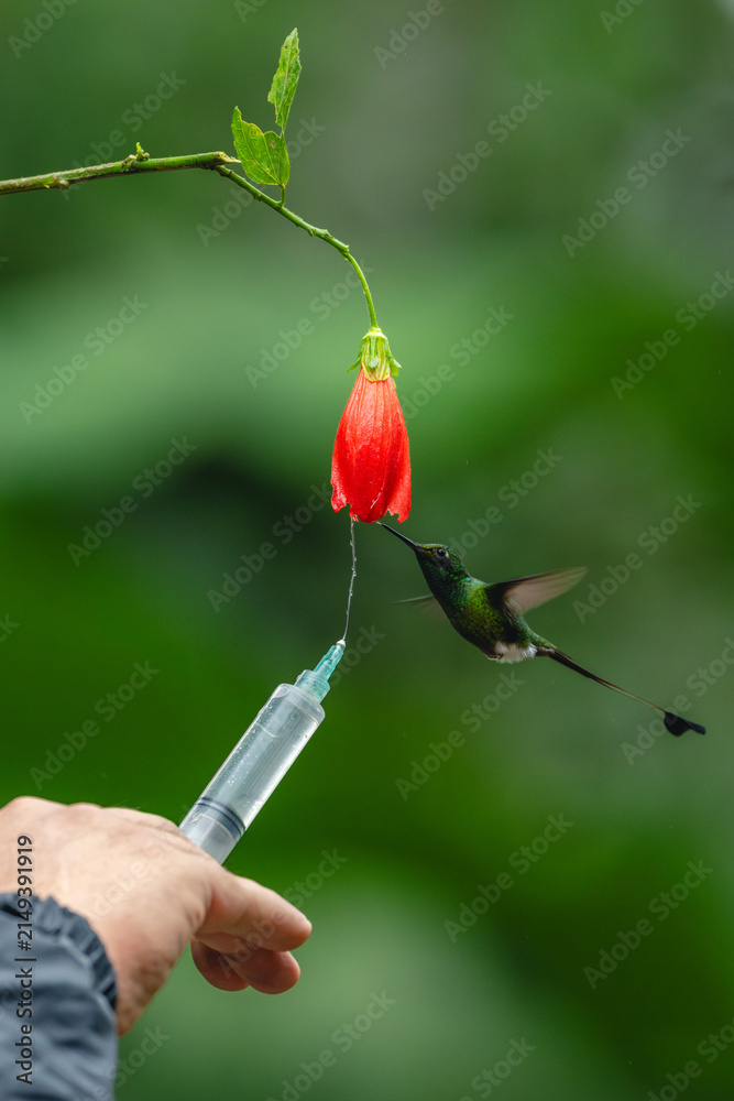 Naklejka premium Male white-booted racket-tail drinks from drooping flower